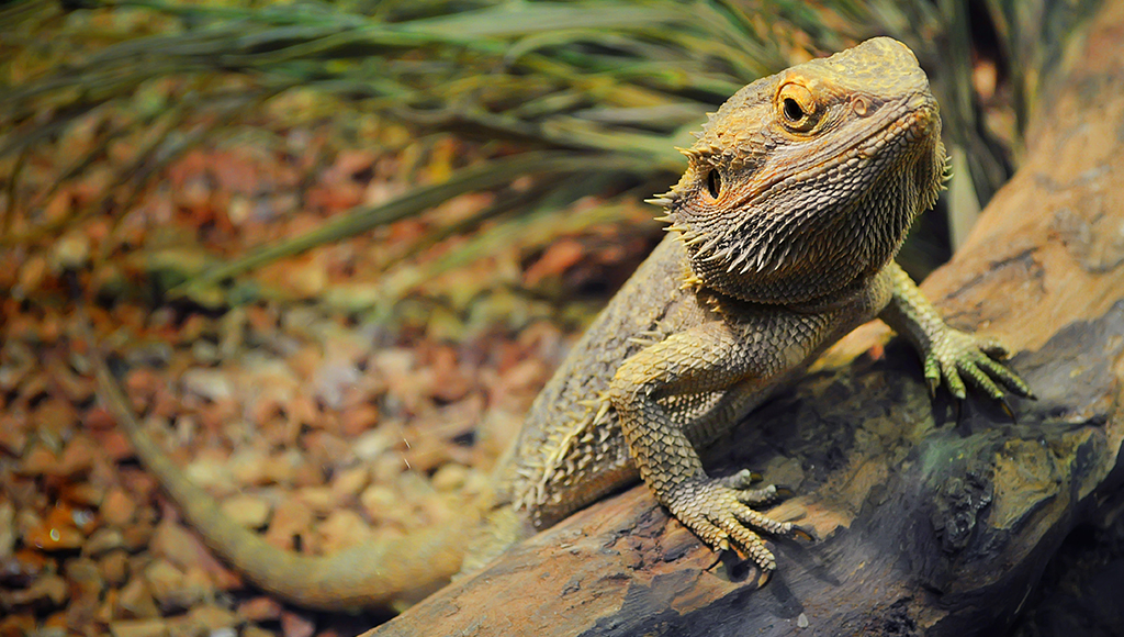 Bearded Dragons: How to Prevent Impaction