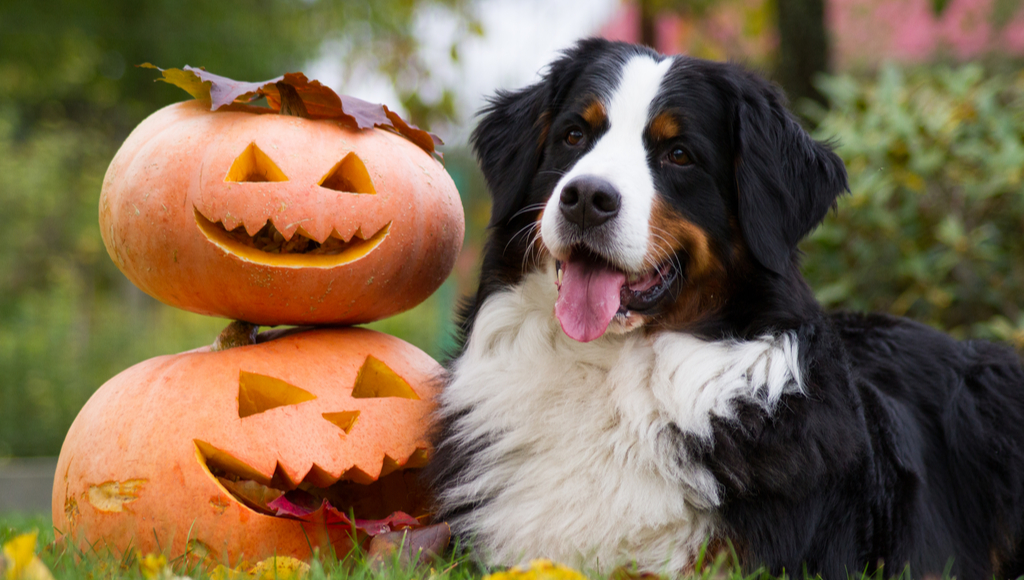 DIY: Pumpkin Dog Treats and Carving Fun!