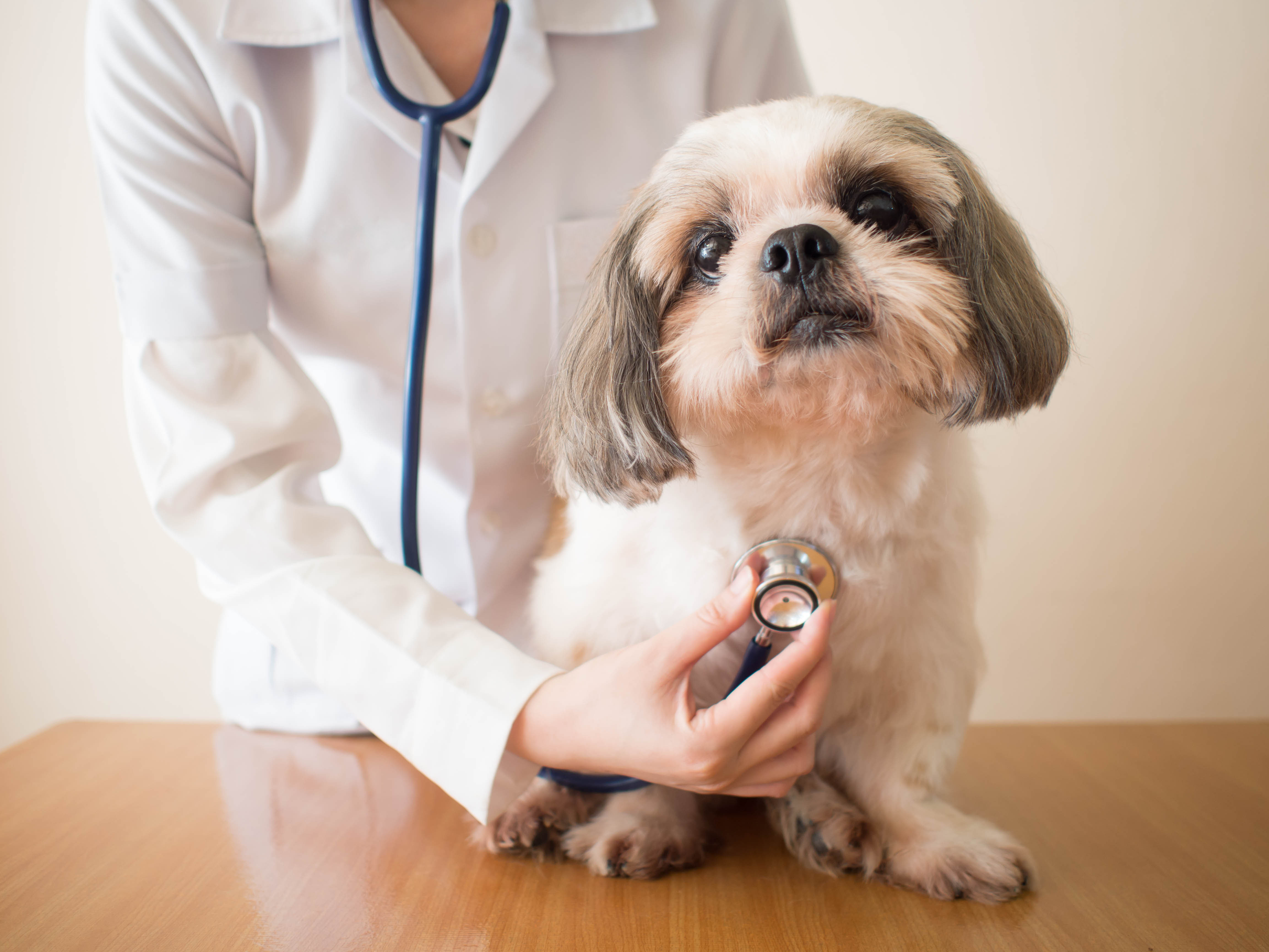 Understanding How Pet Insurance Works