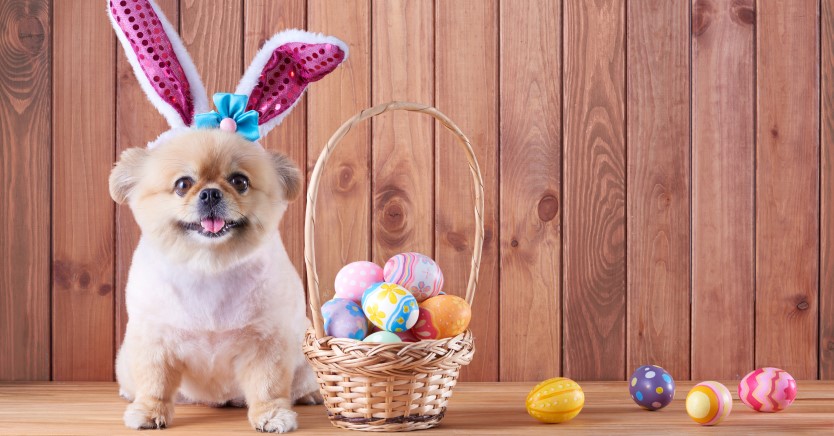 Top 10 Easter Hazards for Pets