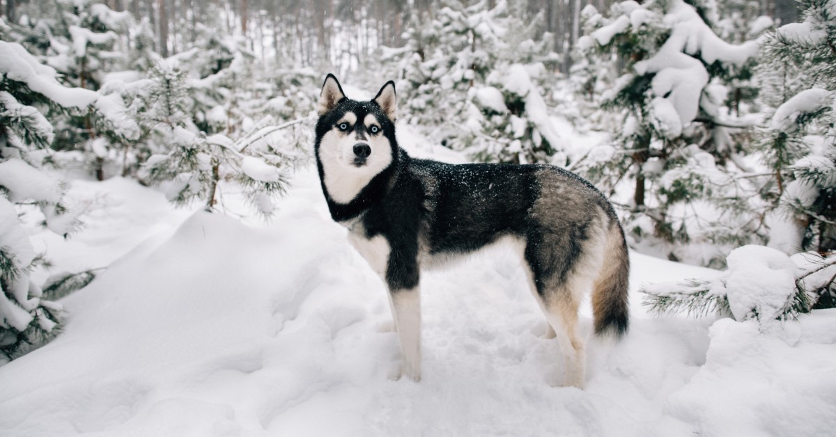 Siberian Husky: An Energetic, Enthusiastic Companion Dog