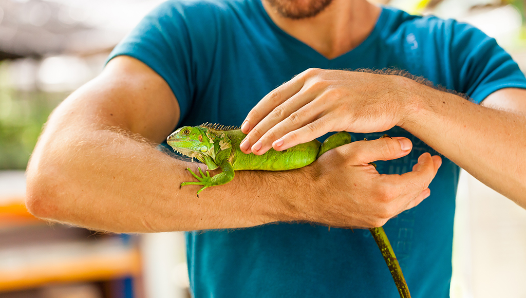 Are You Really Ready For an Iguana?