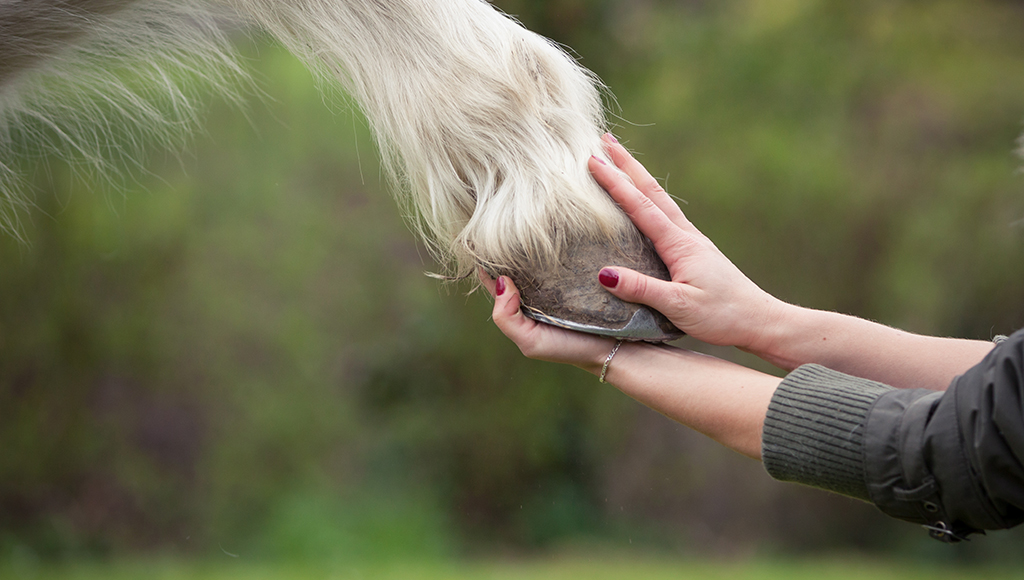 Hoof Care is Essential to Your Horse's Health