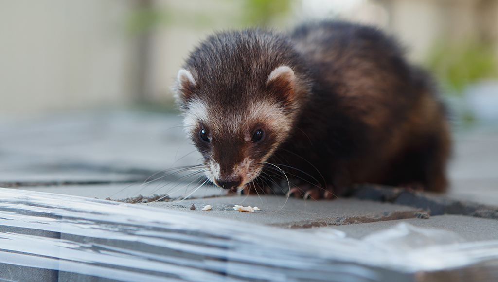 Ferret Nutrition