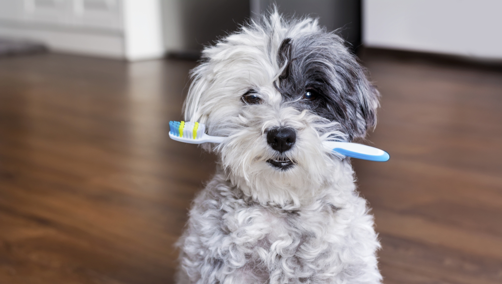 How Do I Know If My Dog or Cat Has Dental Problems?