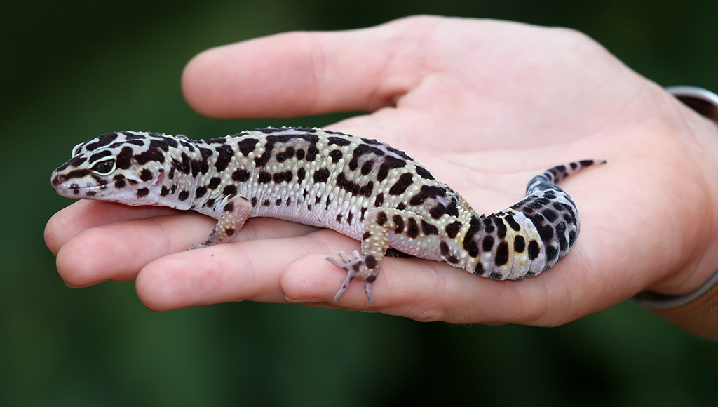Beginner Pet Lizard: Leopard Gecko