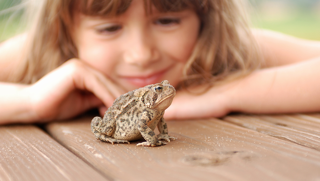 Pet Frogs Can Keep You Hopping!