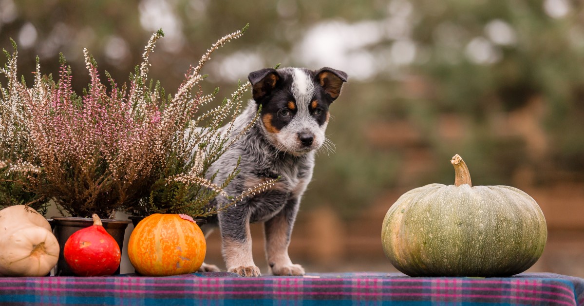 Pet Care Do's and Don'ts for a Happy, Healthy Thanksgiving