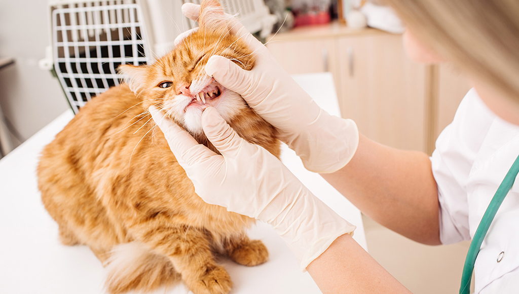 February is National Pet Dental Month