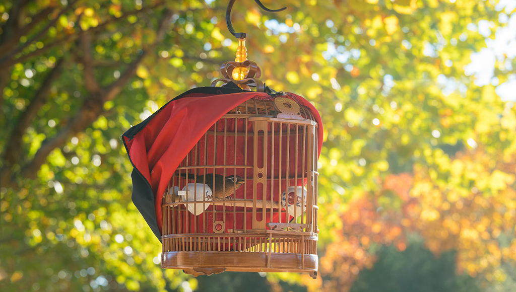 Feathered Friends Love Summer Too!