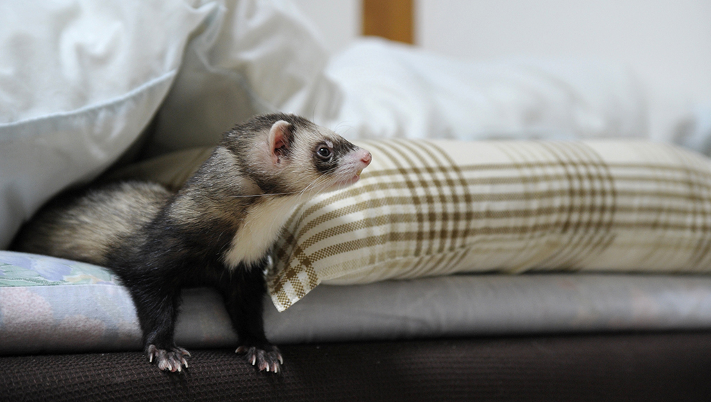 Recognizing Your Ferret's Illness